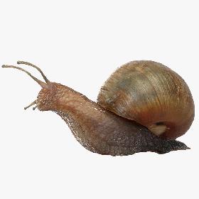 3D Snail (Rigged)
